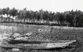 Rösjön. Ekstock funnen vid sjösänkningen omkring år 1930. Liggande på stranden, uppdragen av bröderna Göthberg, tillhör nu Falbygdens museum.