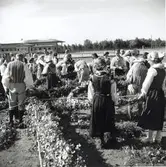 Resning av midsommarstången under hantverksmässan i Kalmar 1947.