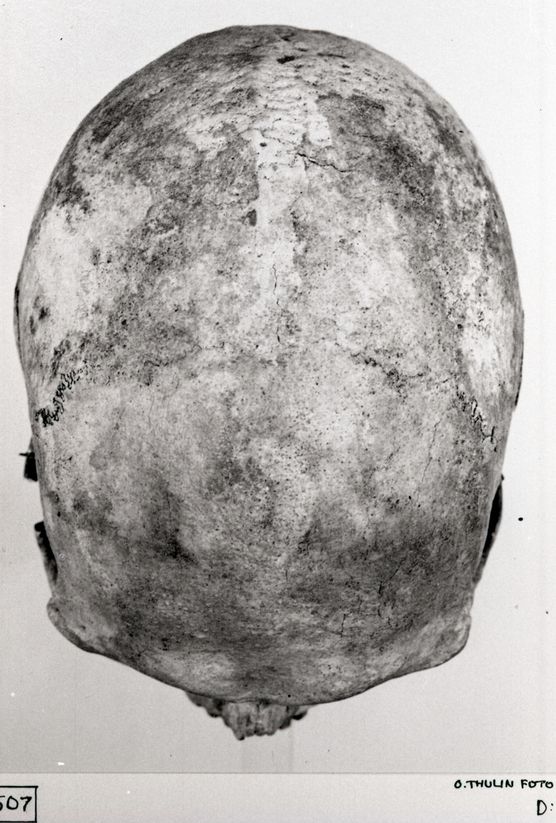 O. Thulin, Group II. Cranium from above.