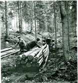 Skogsarverkning på någon av AB Papyrus skogsfastigheter i Västsverige år 1952.  Två okända män på bilden.