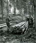 Skogsarverkning på någon av AB Papyrus skogsfastigheter i Västsverige år 1952.  Två okända män på bilden.