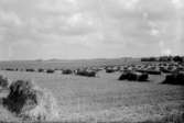 Sädesfält till Sv. Lantm. Centrf. september 1937, 12618.
