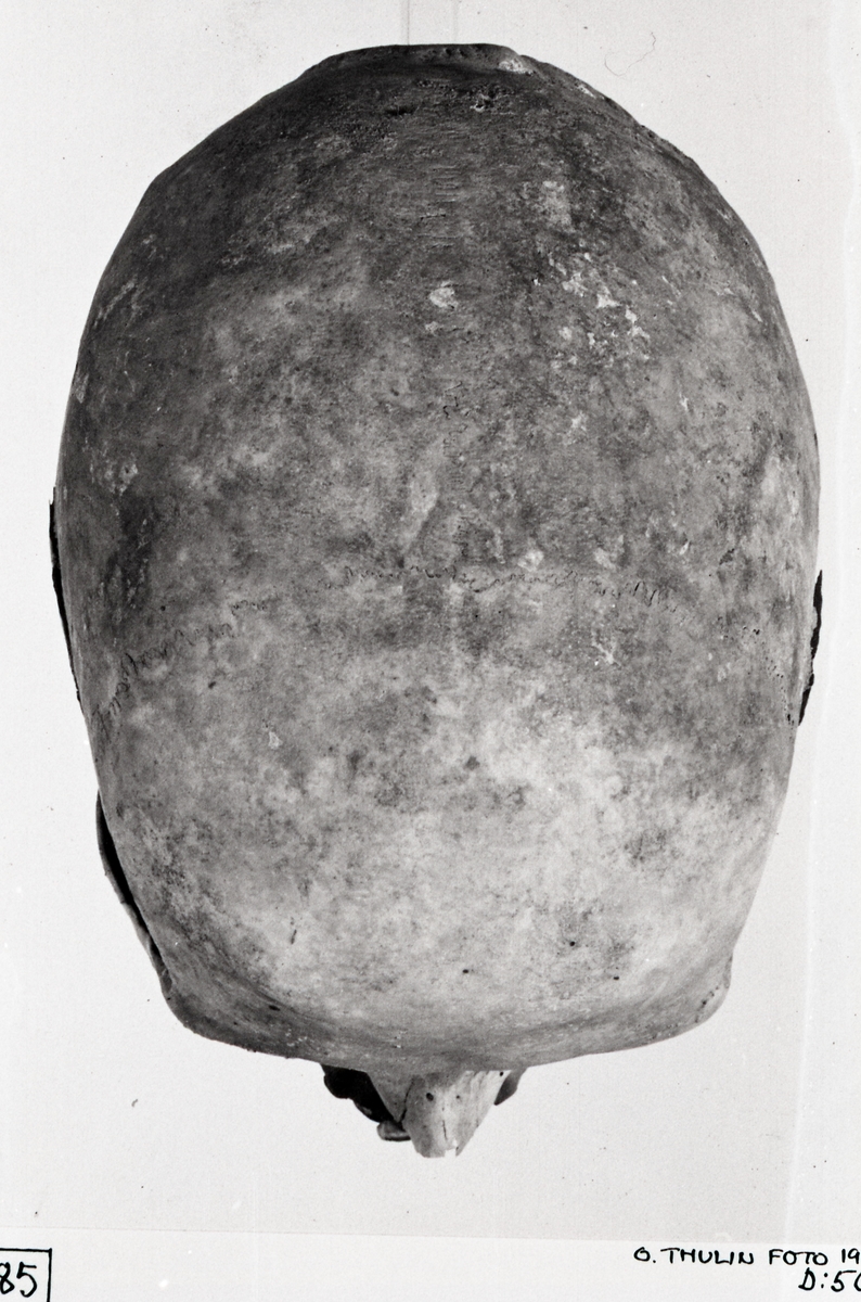 O. Thulin, Grav 31. Skelett VI, kranium ovanifrån.