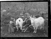 John Bauers Lapplandsresa sommaren 1904. I ett sameläger sitter en kvinna och mjölkar en get, bredvid den andra geten står ett litet barn.