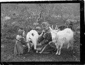 John Bauers Lapplandsresa sommaren 1904. I ett sameläger sitter en kvinna och mjölkar en get, bredvid den andra geten står ett litet barn.