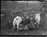 John Bauers Lapplandsresa sommaren 1904. I ett sameläger sitter en kvinna och mjölkar en get, bredvid den andra geten står ett litet barn.