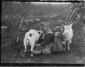 John Bauers Lapplandsresa sommaren 1904. I ett sameläger sitter en kvinna och mjölkar en get, bredvid den andra geten står ett litet barn.
