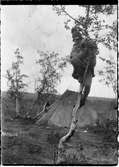 John Bauers Lapplandsresa sommaren 1904. En pojke har klättrat upp i en fjällbjörk utanför kåtan vid Ripaisenjoki.