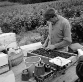 En man står och rensar bär i en bärodling i Gisebo.