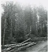 Skogsavverikning.  8/10 1952.
