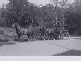 Häst och vagn. Troligen vid Kullagård.
