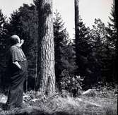 TV-Levis kollar upp mot ett träd, på uppdrag av Hylands Hörna.