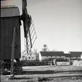 Reportageresan Borgholm - Alböke - Sandvik 12/2 1957. Bild på stubbkvarn.