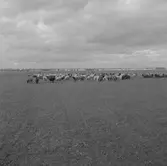 Fårhjord på flygfältet.
14 september 1955.