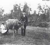 Brobrångenäs, torp under Hasselås, Misterhults socken. Mjölkning: Viktor Nilsson, 1870-1956, samt dottern Marina 1908-1976, mjölkande kon Majros.