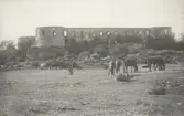 Borgholms slottsruin med betande hästar i förgrunden.