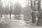 Den kraftiga vårfloden vid Ljungbyholm och Hossmo våren 1929.