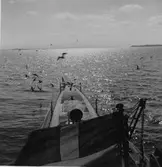 Lennart Wållberg Norrköping var förste kock på ubåten Neptun 1954 Neptuns långresa 1954.
Akter ut. Då måsar syns kan vi inte vara långt från land