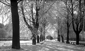 Vinter i allén längs med Västra Kanalgatan.