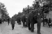 Bildsvit från Cirkus Strassburgers besök i Karlstad år 1929. Cirkusen är enligt expertisen den största som turnerat i Sverige.