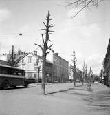 Trädbeskärning på Östra Torggatan 1943. I huset till vänster låg Fenix Café och Matsalar.