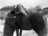 Hästpremiering i Klara 1944.