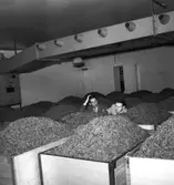 Bild från Svenska Tobaksmonopolets fabrik i Arvika tagen år 1946.