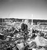 Bildserie tagen 1947 som visar mark- och grundarbeten inför starten av byggandet av etapp 2 av kooperativa förbundets Svenska Rayon-anläggning i Vålberg. Grumsföretaget Byggnads AB Nordolf antogs som entreprenör för arbetet.