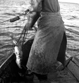 Hammaröfiskare i arbete.