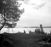 Hammaröfiskare i arbete.