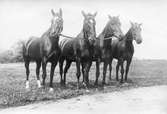 En serie bilder med anknytning till Karlstads Brandkår. Första utryckningens hästar 1917. Från vänster: Venus, Zar, Mars och Gisela.