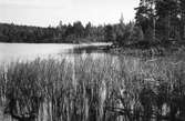 Skog vid sjö, Rojärvi (?).