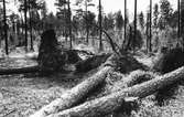 Skog i närheten av Storvik. Stormfällda tallar efter höststormen år 1937.
