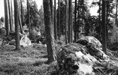 Skogsbild från Ljusne - Askesta.
