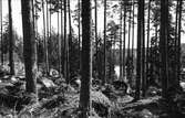 Skogsbild från Ljusne - Askesta.
