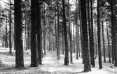 Skogsbild från Mohed, norr om Bergvik.
