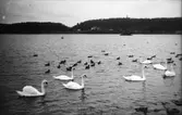 Svanar och änder i vattnet, Hudiksvall.

