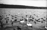 Svanar och änder i vattnet, Hudiksvall.
