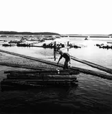 Timmerflottning på Marmen.