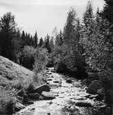 Forellbäck öster om Byvallen ?