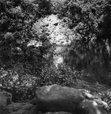 Skogsbild från Järvsö.