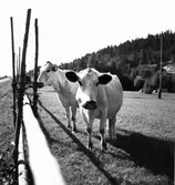 Föränge i Järvsö. Kor.