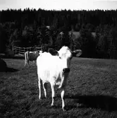 Föränge i Järvsö. Kor.