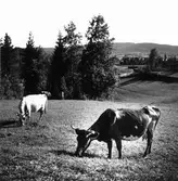 Sanna i Järvsö. Kor.