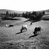 Sanna i Järvsö. Kor.