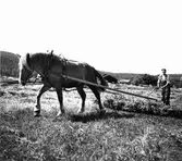 Åsbo, hästdragen höräfsa.