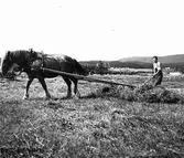 Åsbo, hästdragen höräfsa.