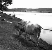 Fjällkor, vita med svarta öron.