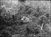 Diorama från Biologiska museets utställning om nordiskt djurliv i havs-, bergs- och skogsmiljö. Fotografi från omkring år 1900.
Biologiska museets utställning
Skogshare
Lepus Timidus (Linnaeus)