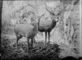 Diorama från Biologiska museets utställning om nordiskt djurliv i havs-, bergs- och skogsmiljö. Fotografi från omkring år 1900.
Biologiska museets utställning
Hjortdjur
Hjort
Kronhjort
Cervus Elaphus (Linnaeus)